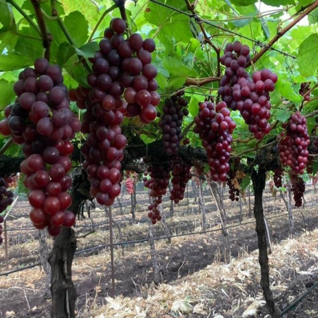 Seedless Red Flame Grapes Stockist UAE